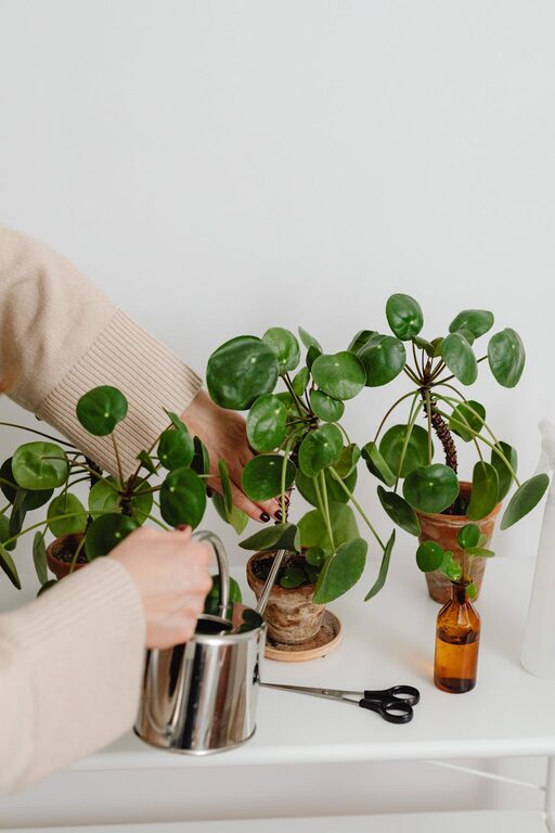 Consejos prácticos para mantener tus plantas de interior saludables todo el año